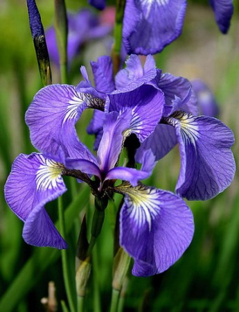 ИРИС ЩЕТИНИСТЫЙ (Iris setosa) 